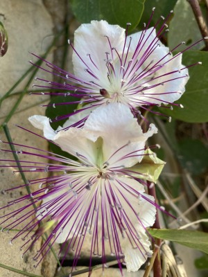 B&B Noto Sicilia Comune 15